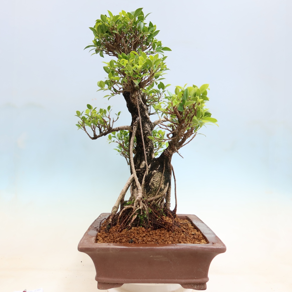 Szobai bonsai - Ficus kimmen - kislevelű fikusz