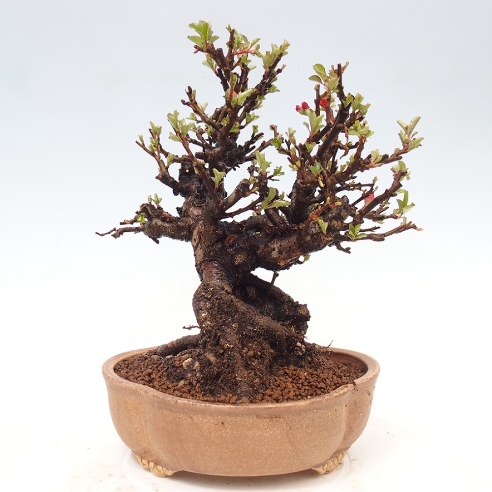 Kültéri bonsai - Chaneomeles speciosa - birs