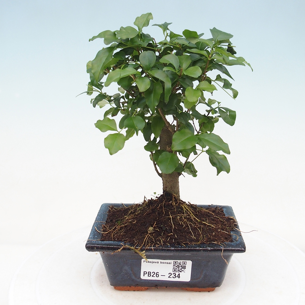 Szobai bonsai -Ligustrum chinensis - Madárcsőr