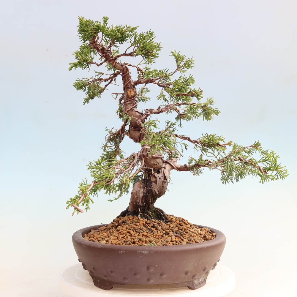 Kültéri bonsai - Juniperus chinensis Itoigawa-Juniperus chinensis