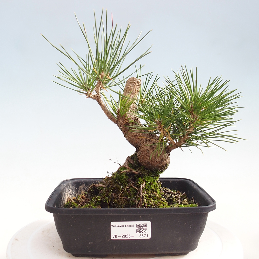 Kültéri bonsai - Pinus thunbergii - Thunberg fenyő