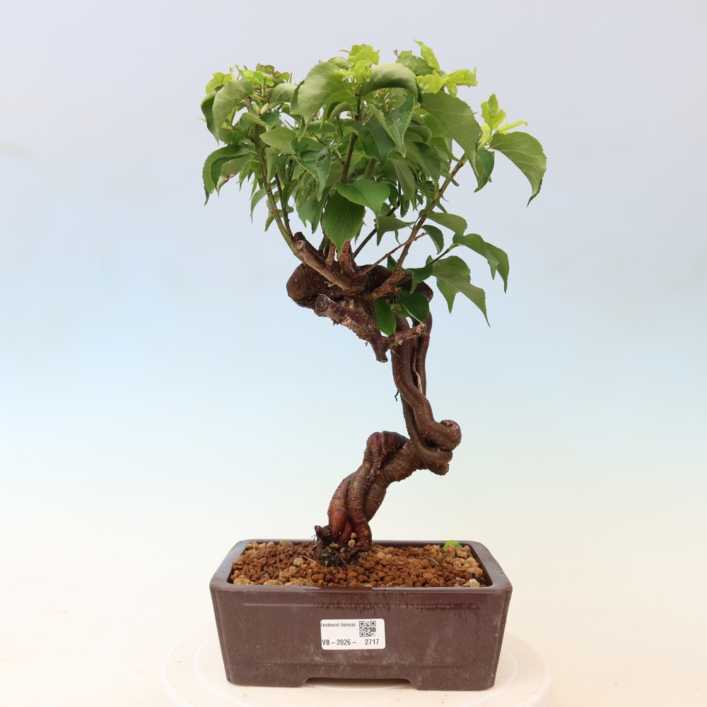 Kültéri bonsai – Japán barack – Prunus Mume