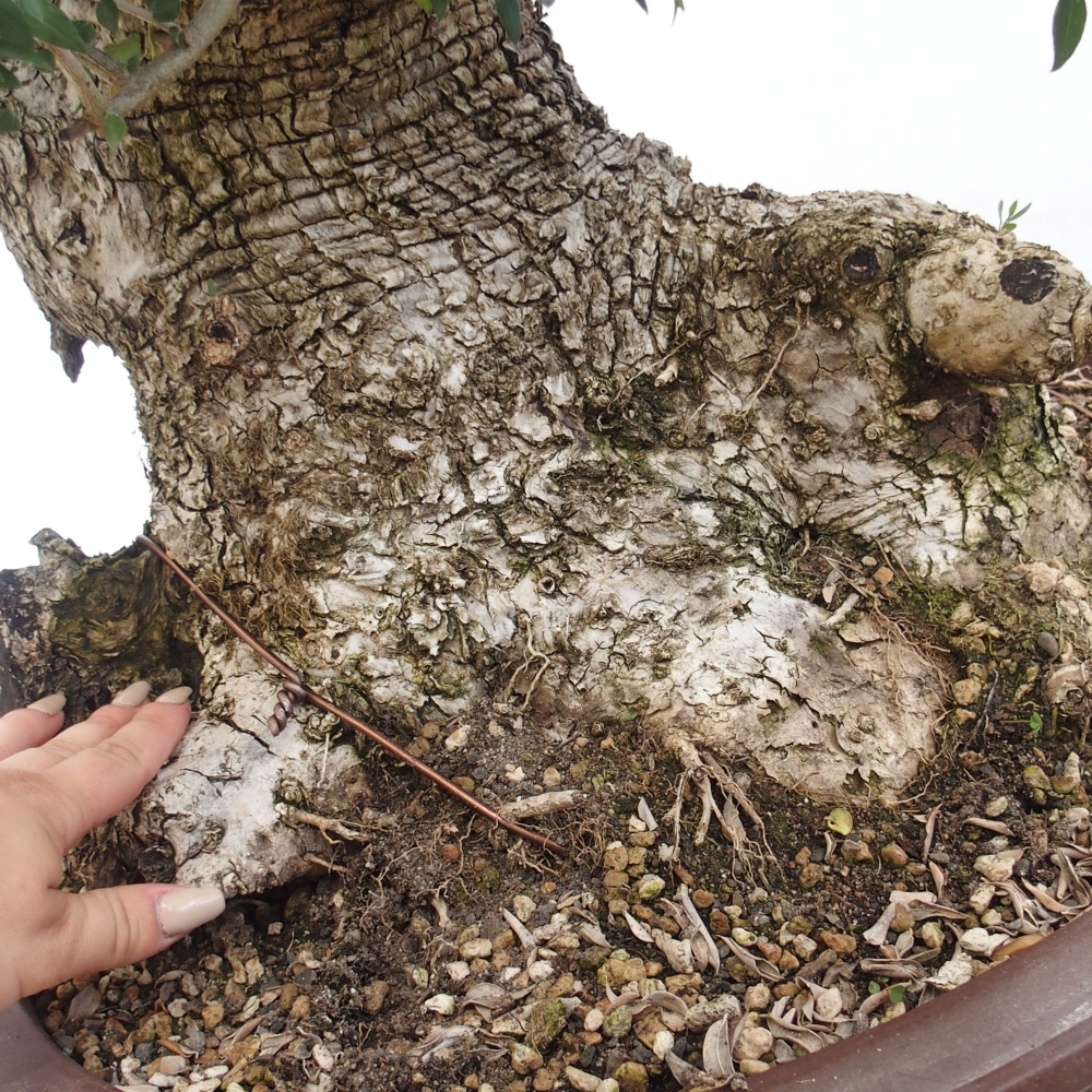 Beltéri bonsai - Olea europaea sylvestris