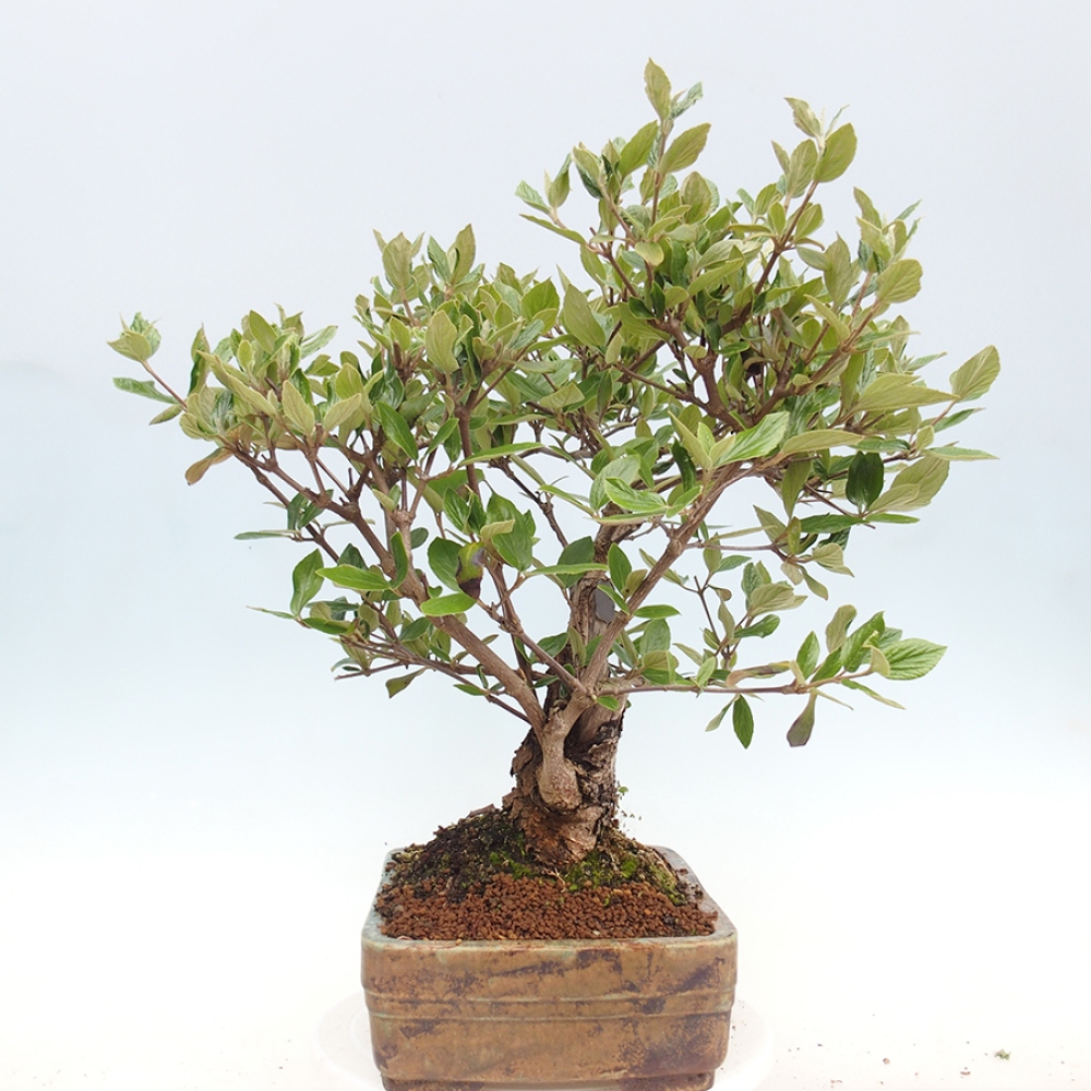 Kültéri bonsai-Kalina Bodnanská - Viburum carlesii hemsi