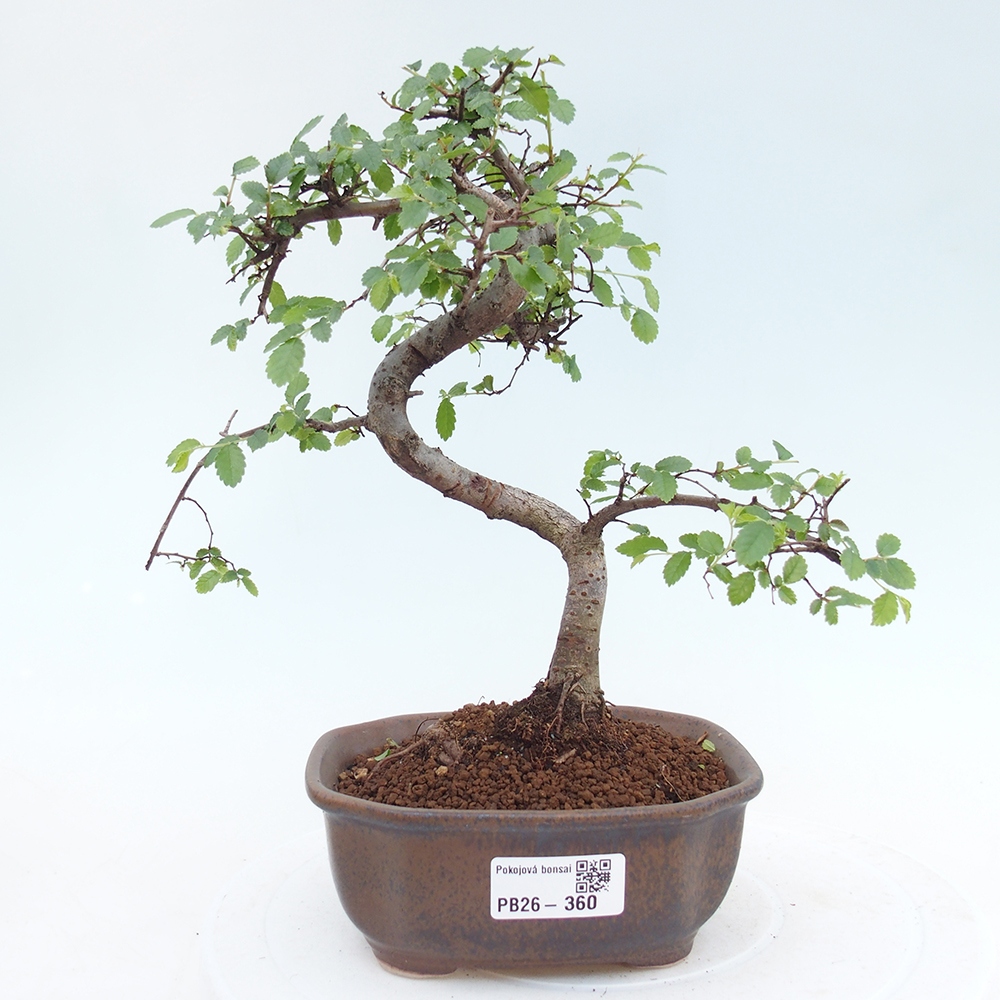 Szobai bonsai - Ulmus parvifolia - Kislevelű szilfa