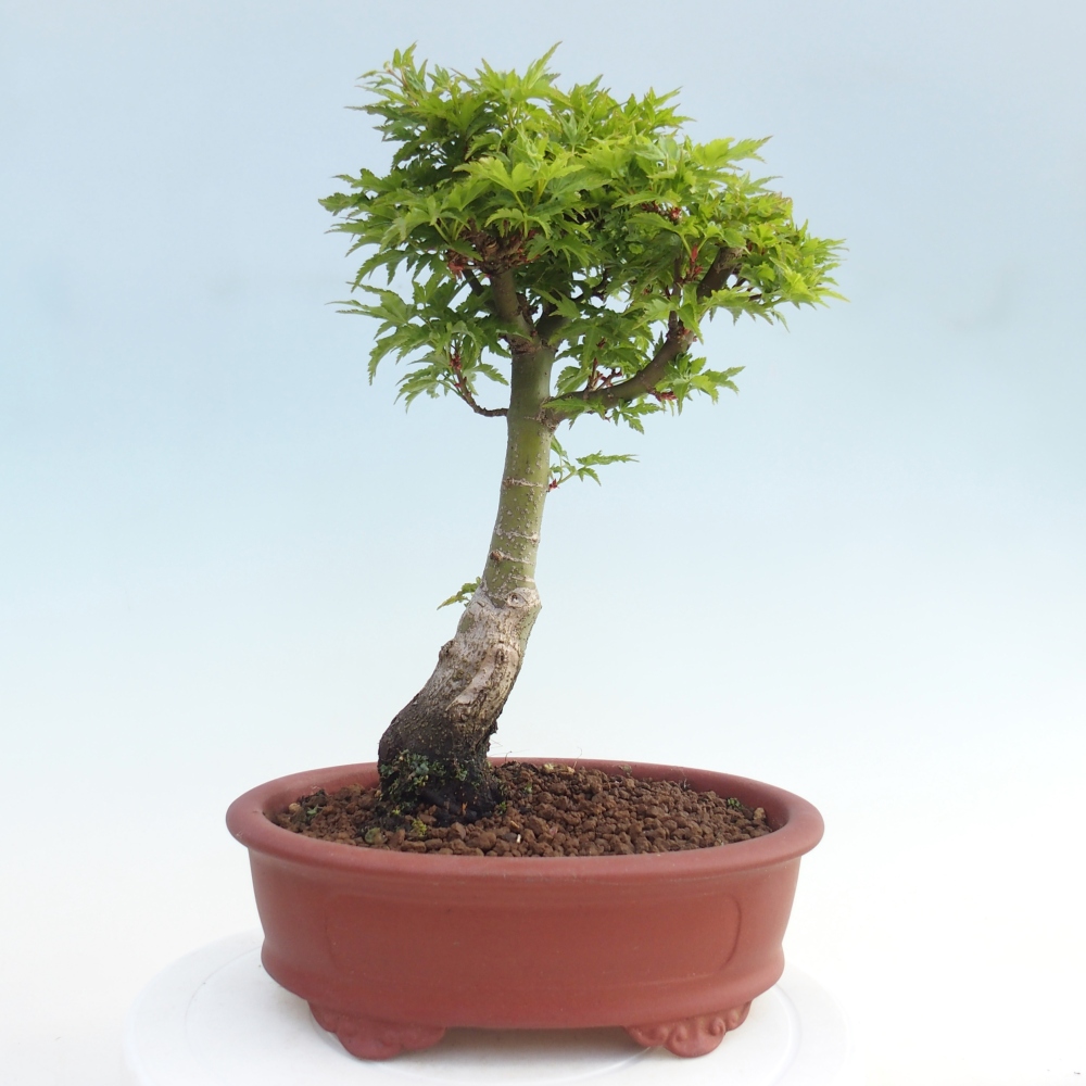 Kültéri bonsai -Javor pálma Acer palmatum Shishigashira