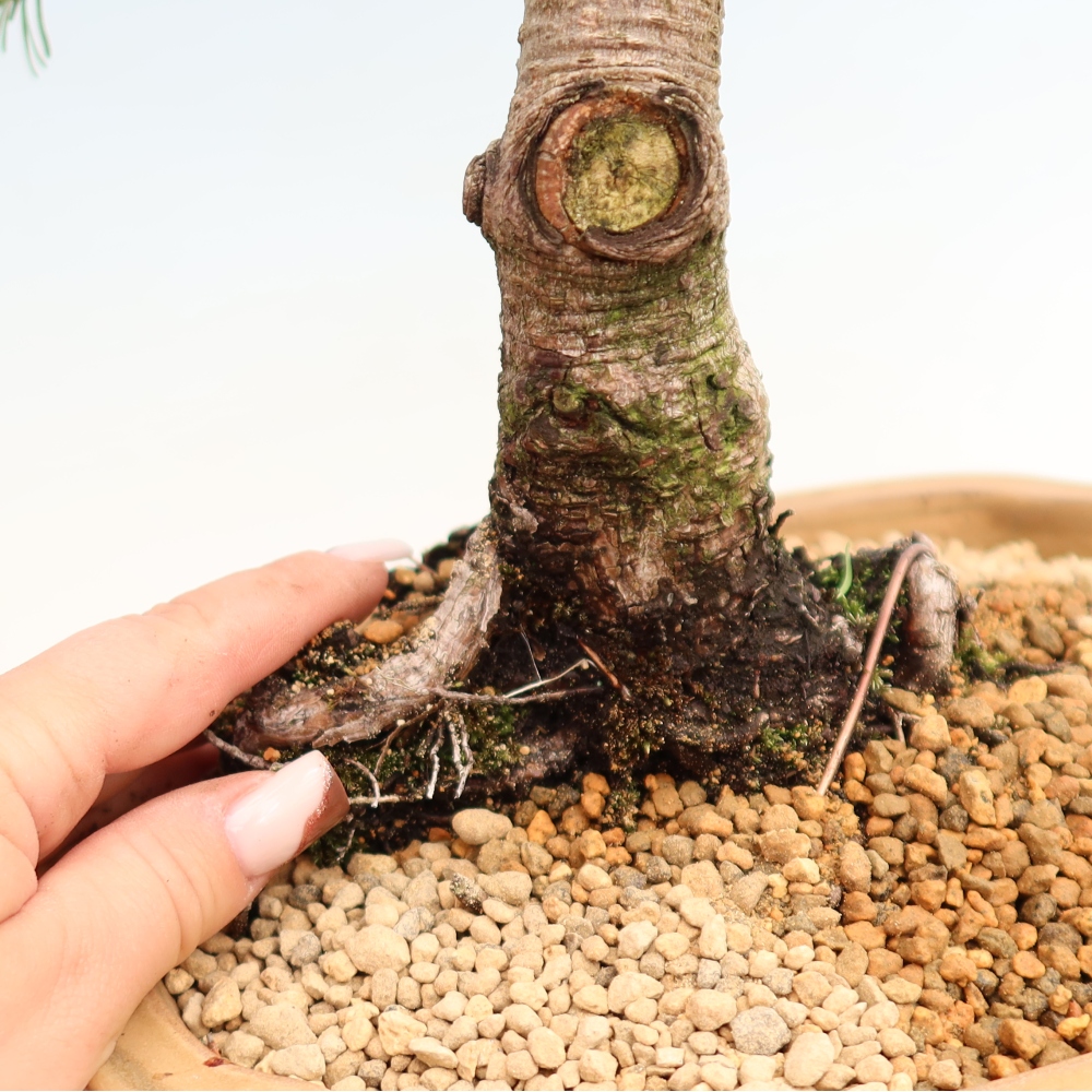 Kültéri bonsai – Pinus mugo Humpy – Törpefenyő