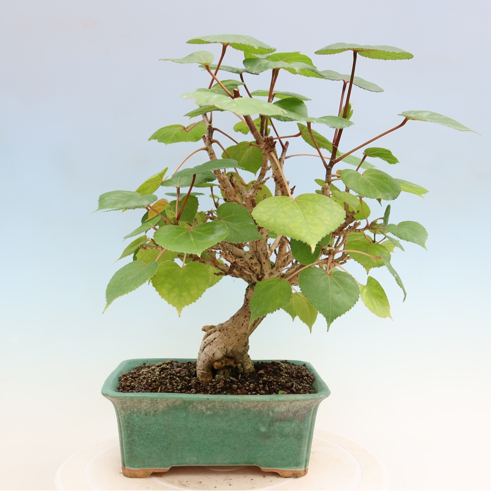 Beltéri bonsai - Hibiscus tiliaceus - tengeri hibiszkusz