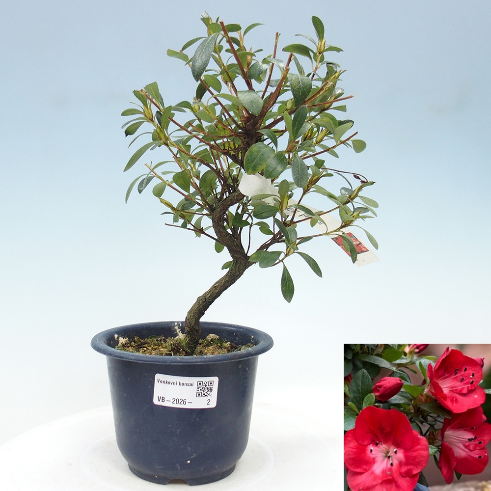 Kültéri bonsai - Japán azálea - Azalea Benibeni