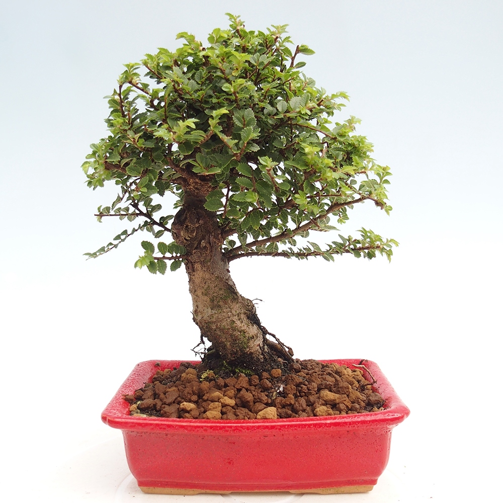 Kültéri bonsai - Ulmus parvifolia Hokkaido - Kínai szil - Ulmus parvifolia Hokkaido