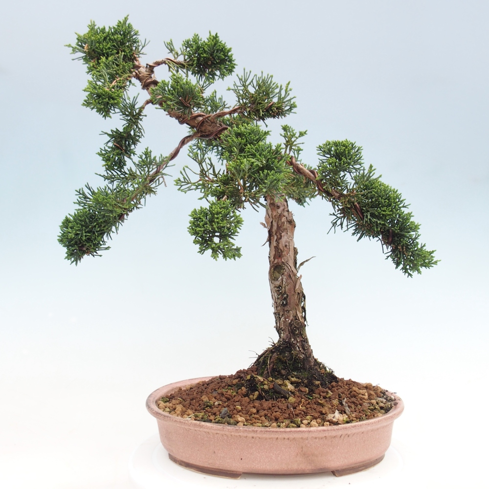 Kültéri bonsai - Juniperus chinensis Kishu