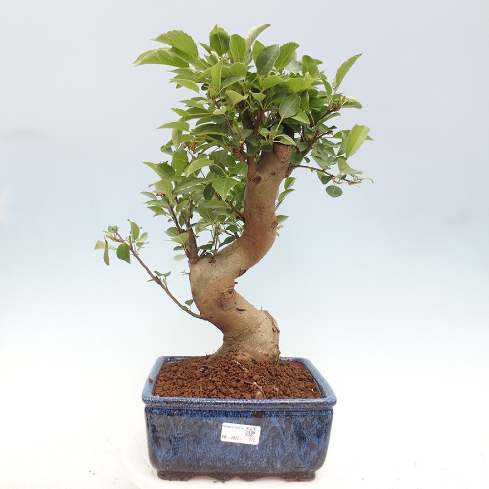 Kültéri bonsai -Malus halliana - Kis gyümölcsű almafa