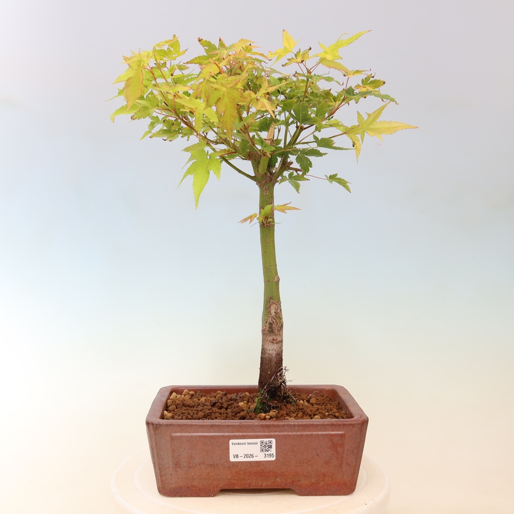 Acer palmatum Aureum - Arany juhar
