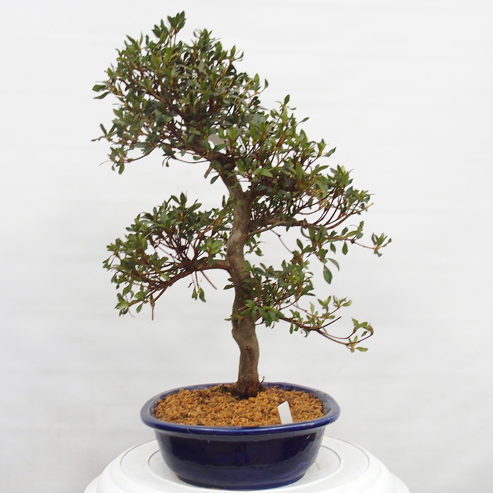 Kültéri bonsai - japán azálea - Azálea CHIHIRO