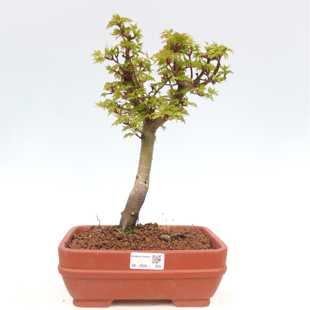 Kültéri bonsai -Javor pálma Acer palmatum Shishigashira