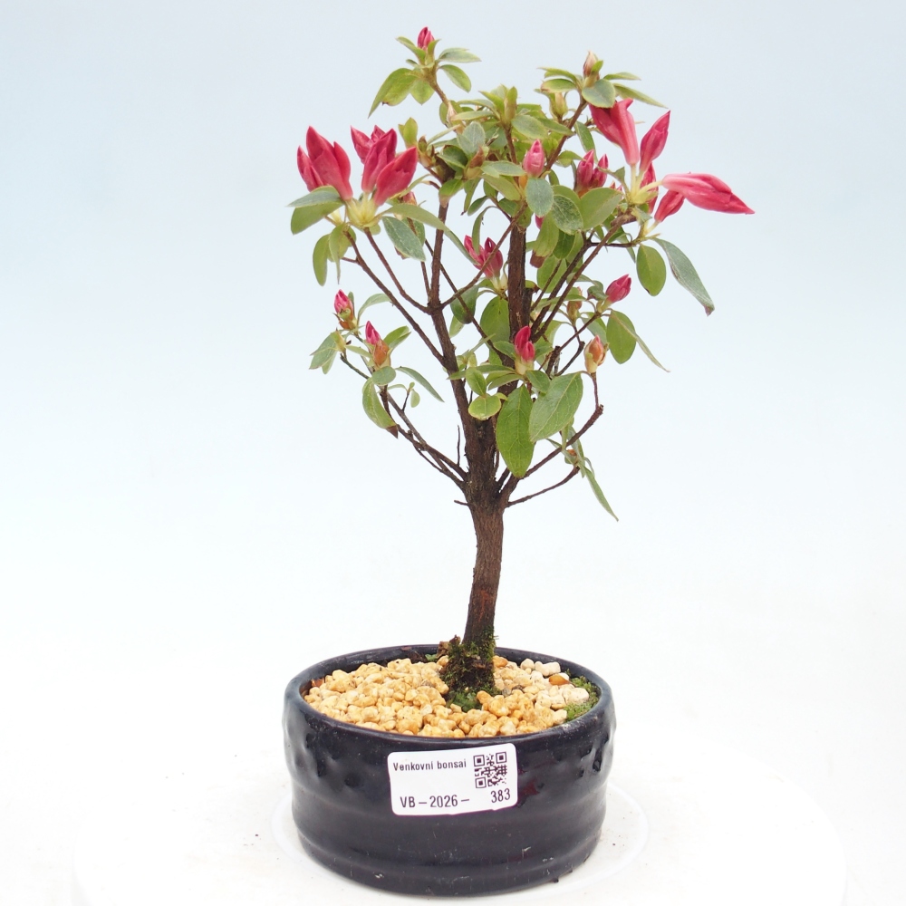 Kültéri bonsai - japán azálea - Azalea sp.