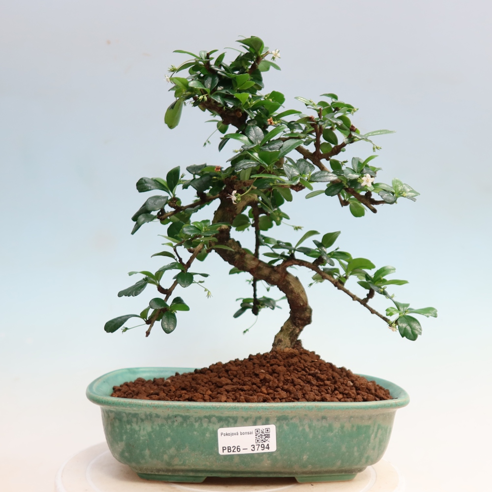 Szobai bonsai - Carmona macrophylla - Tea fuki