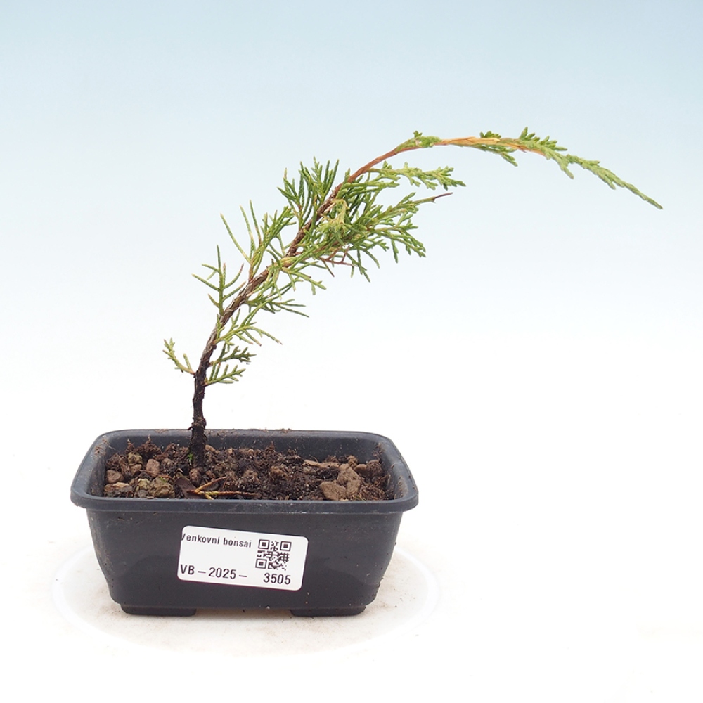 Kültéri bonsai - Juniperus chinensis Itoigawa
