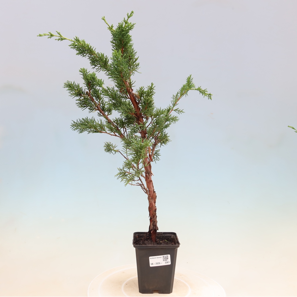 Kültéri bonsai - Juniperus chinensis Kishu
