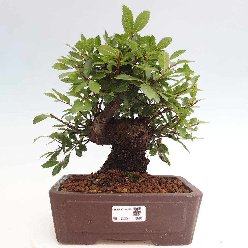 Kültéri bonsai - Zelkova - Zelkova NIRE