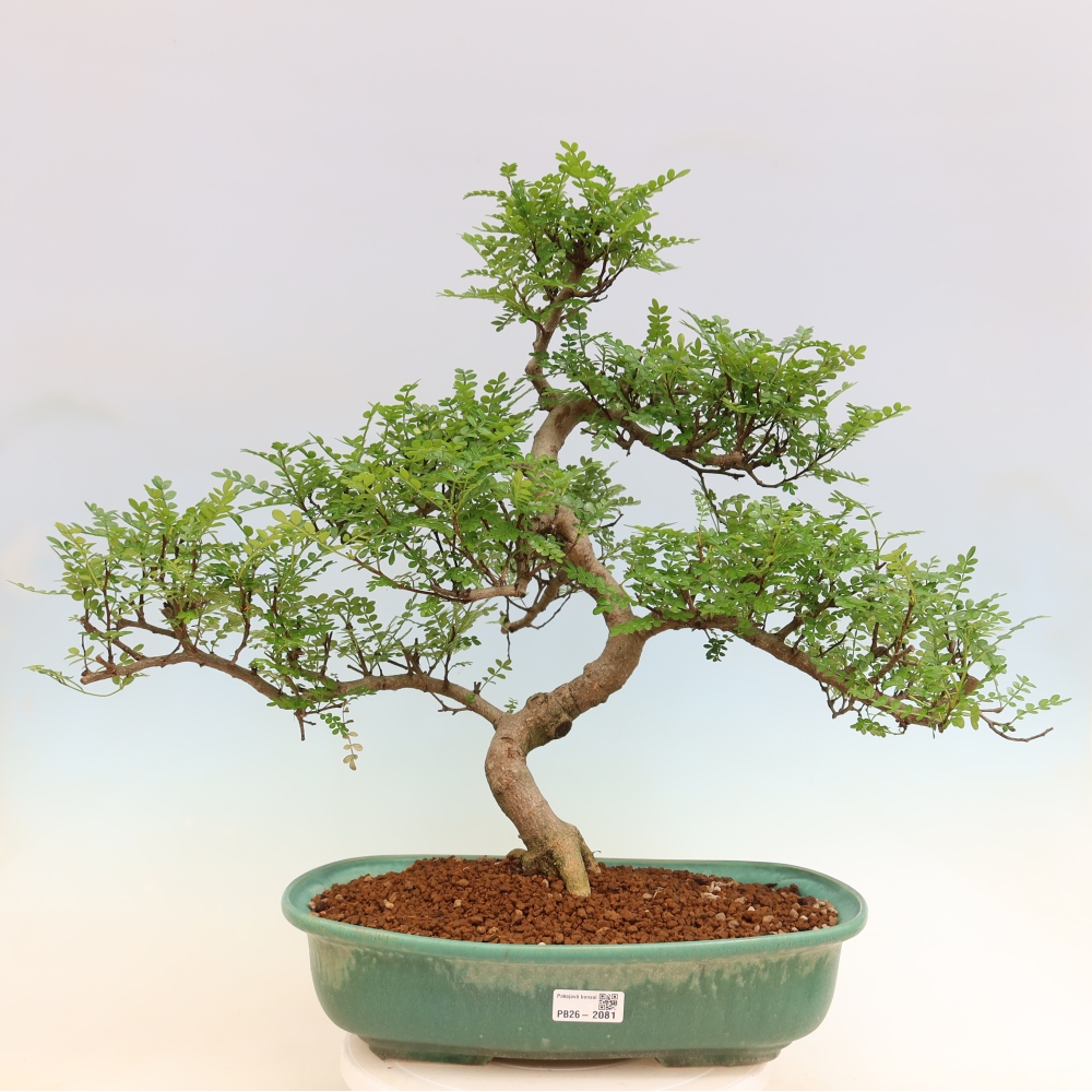Szobai bonsai - Zantoxylum piperitum - borsfa