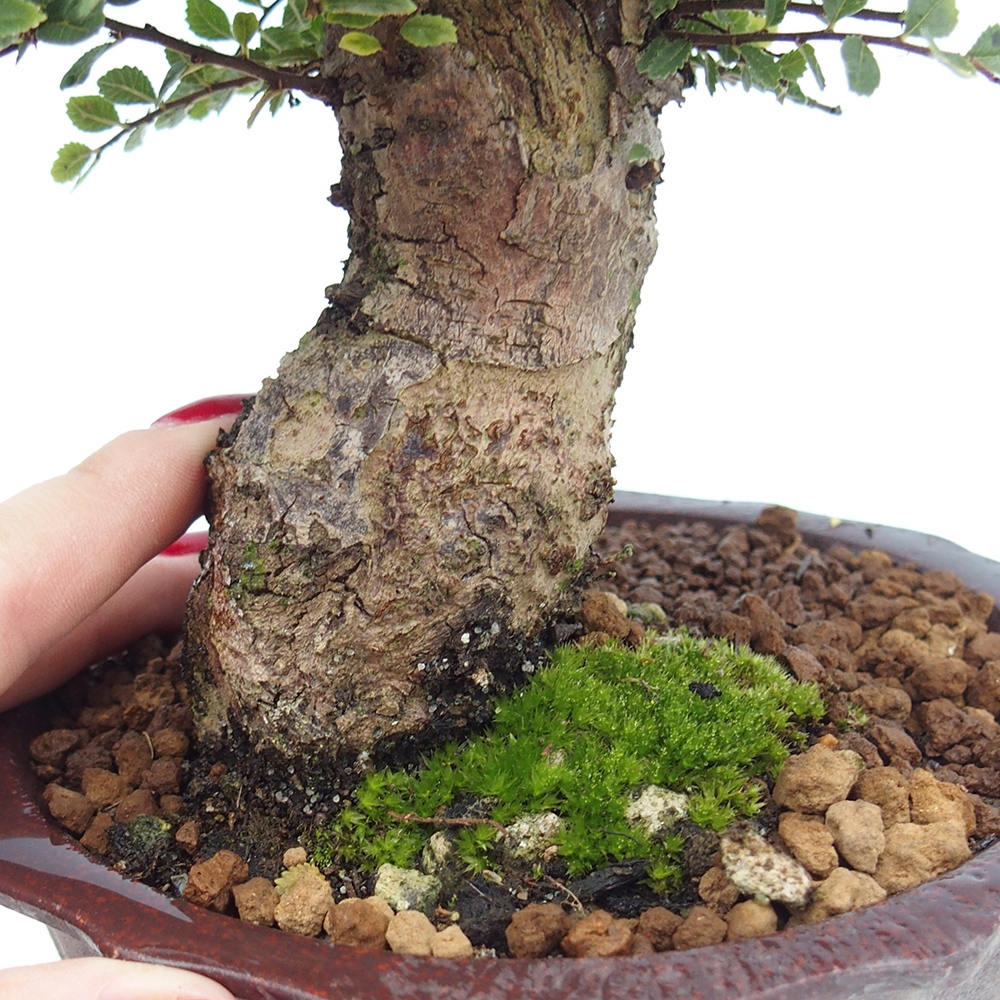 Kültéri bonsai - Ulmus parvifolia Hokkaido - Kínai szil - Ulmus parvifolia Hokkaido
