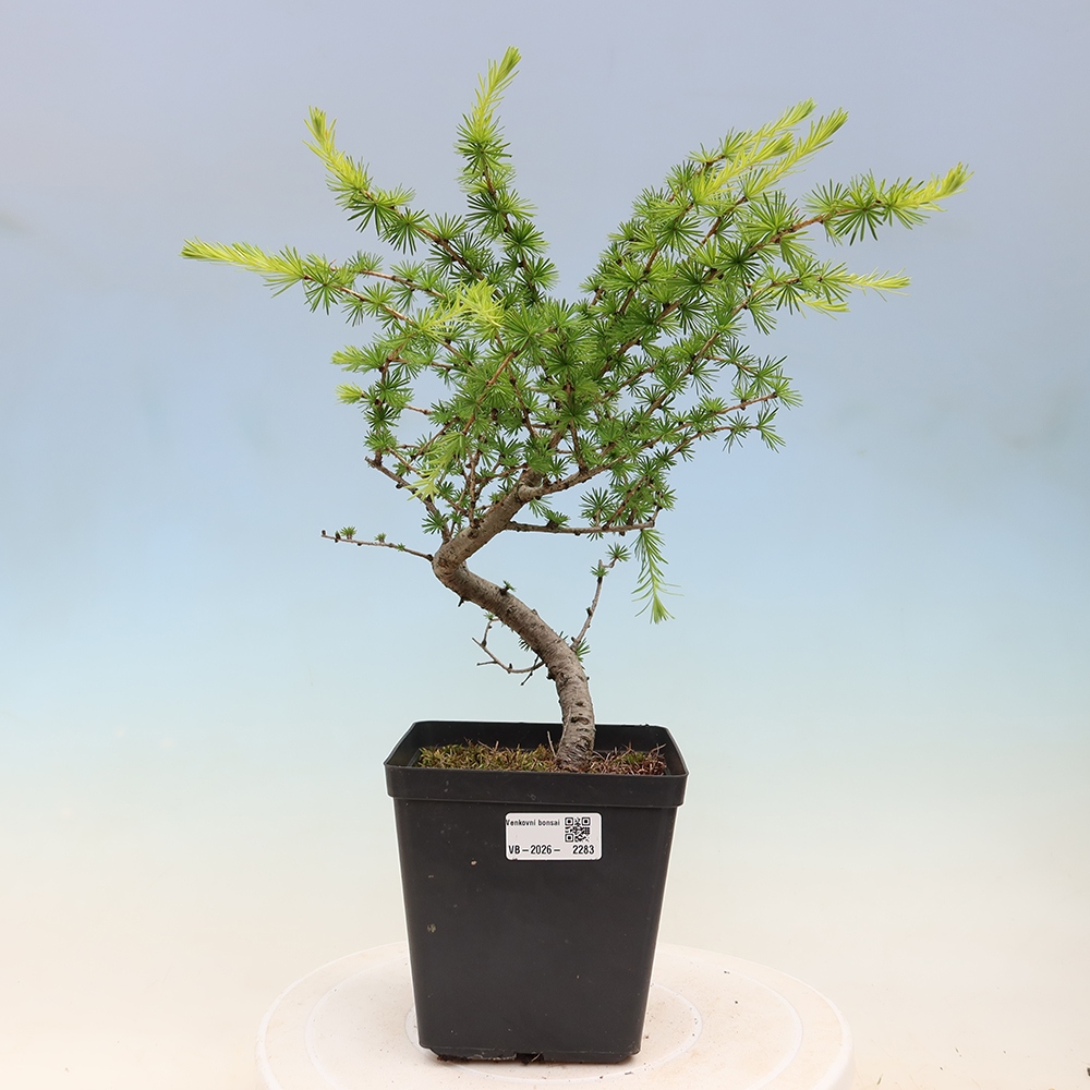 Kültéri bonsai - Larix decidua - vörösfenyő