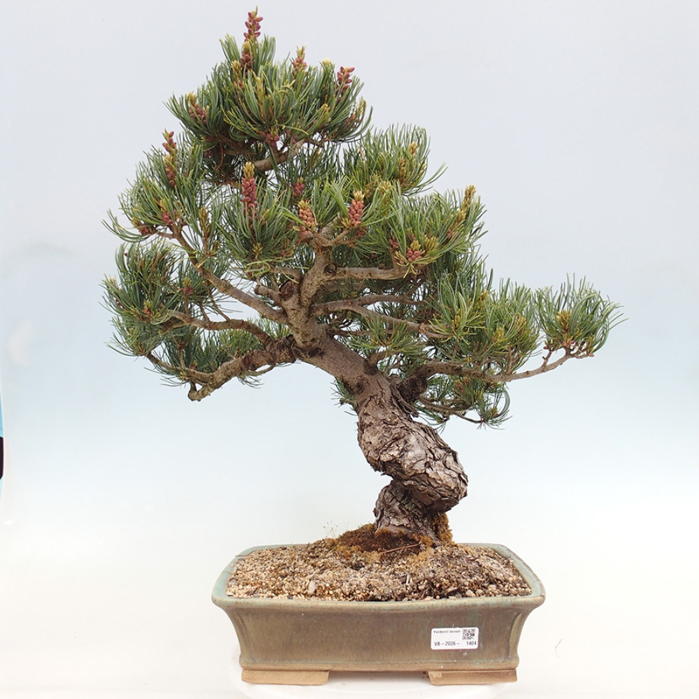 Kültéri bonsai - Pinus parviflora - Pinus parviflora