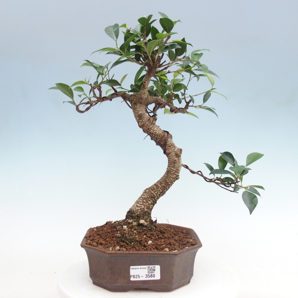 Szobai bonsai - Ficus retusa - kislevelű fikusz