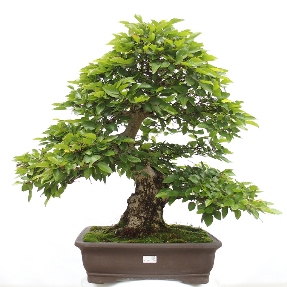Kültéri bonsai -Carpinus CARPINOIDES - Koreai gyertyánfa