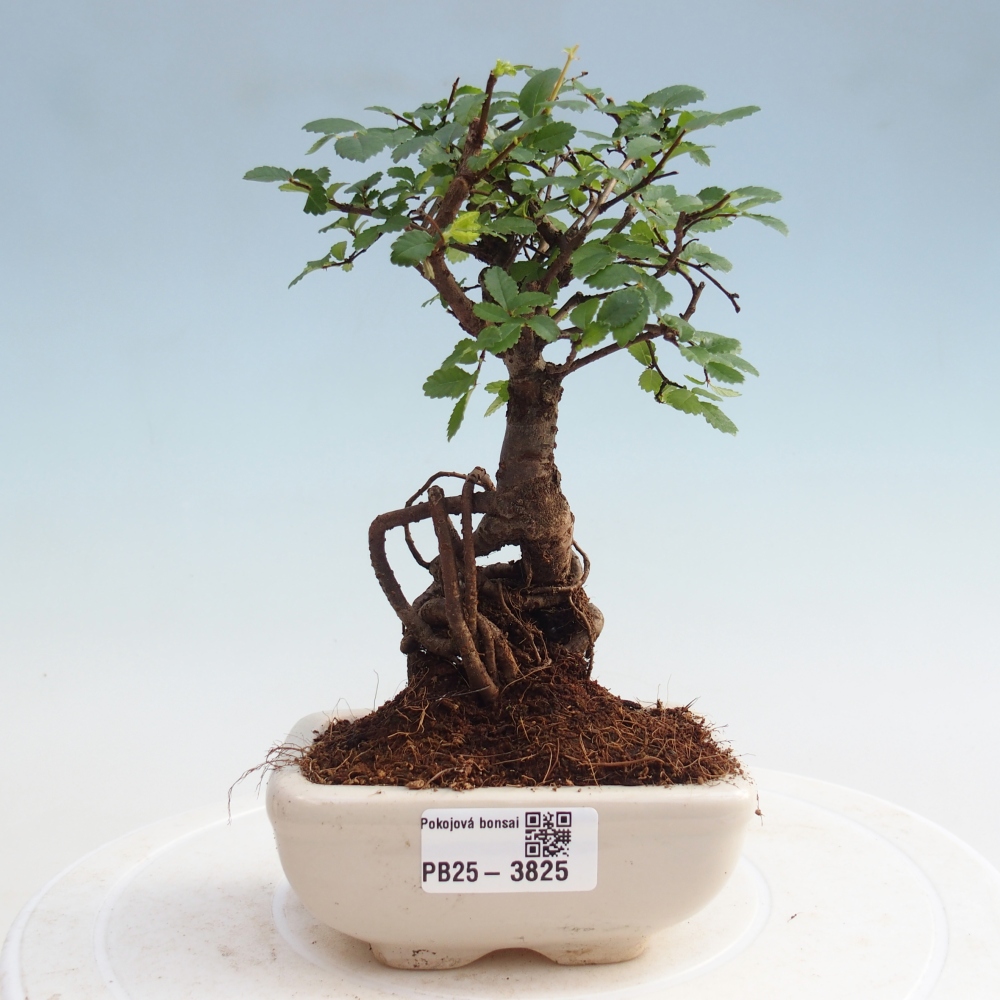 Szobai bonsai - Ulmus parvifolia - Kislevelű szilfa