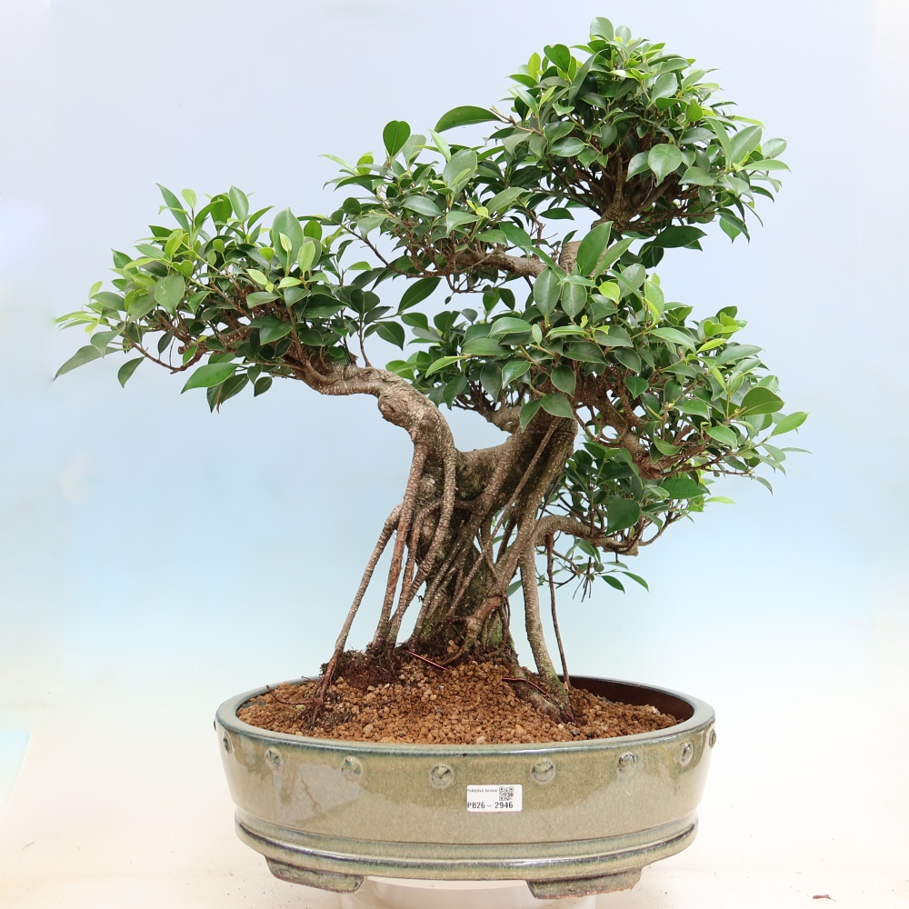 Szobai bonsai - Ficus kimmen - kislevelű fikusz
