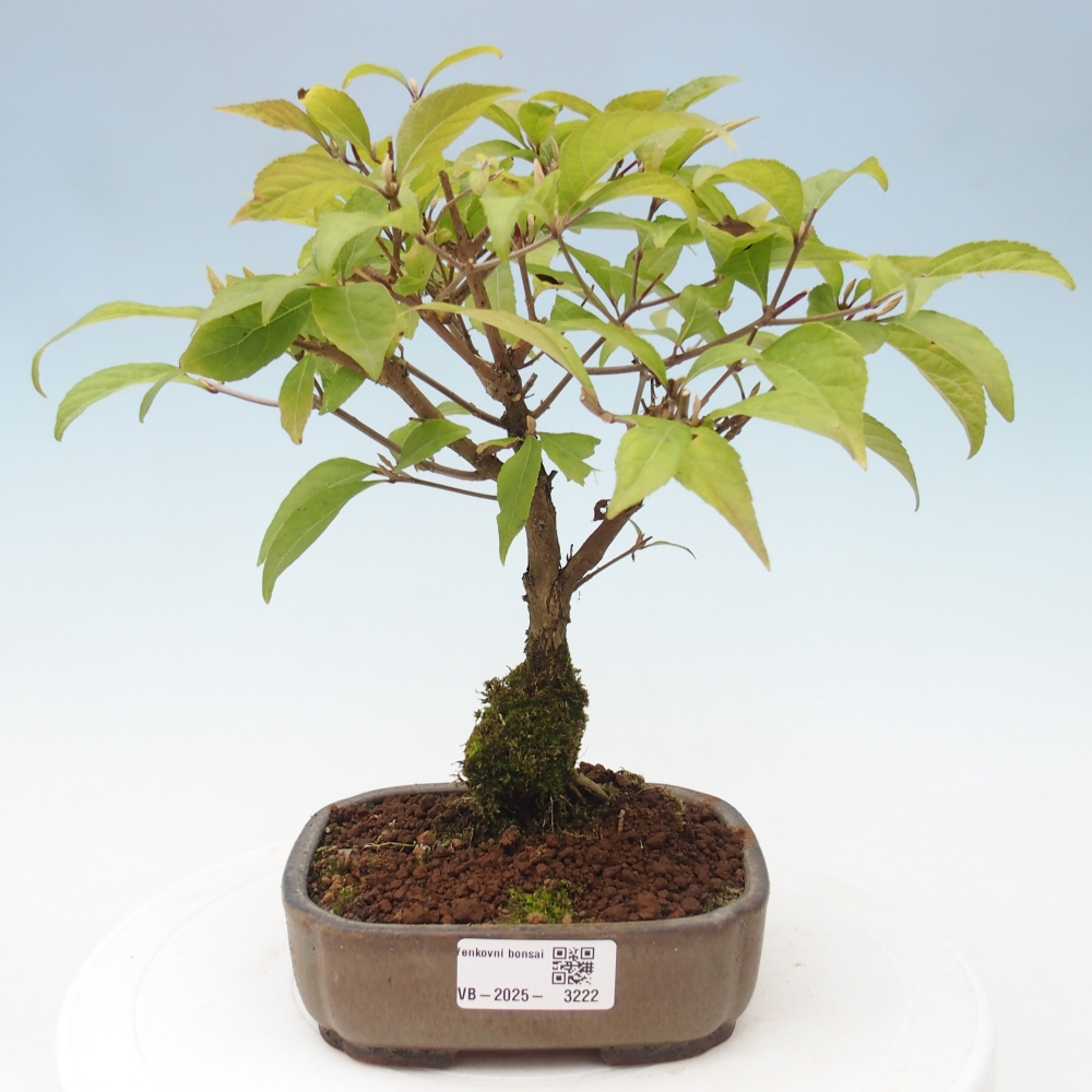 Kültéri bonsai - Callicarpa japonica