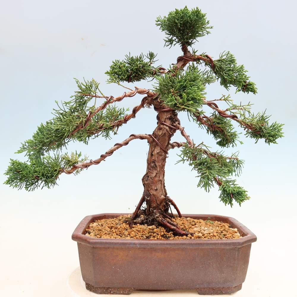 Kültéri bonsai - Juniperus chinensis Kishu