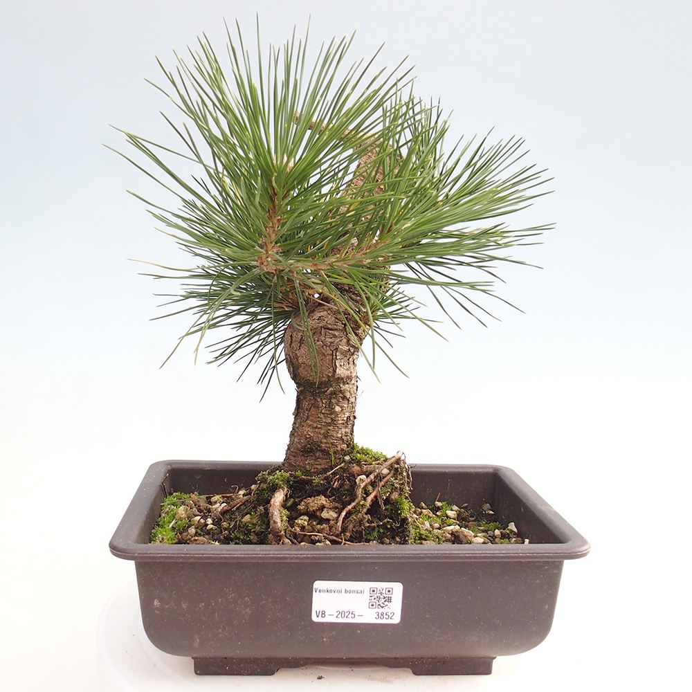 Kültéri bonsai - Pinus thunbergii - Thunberg fenyő