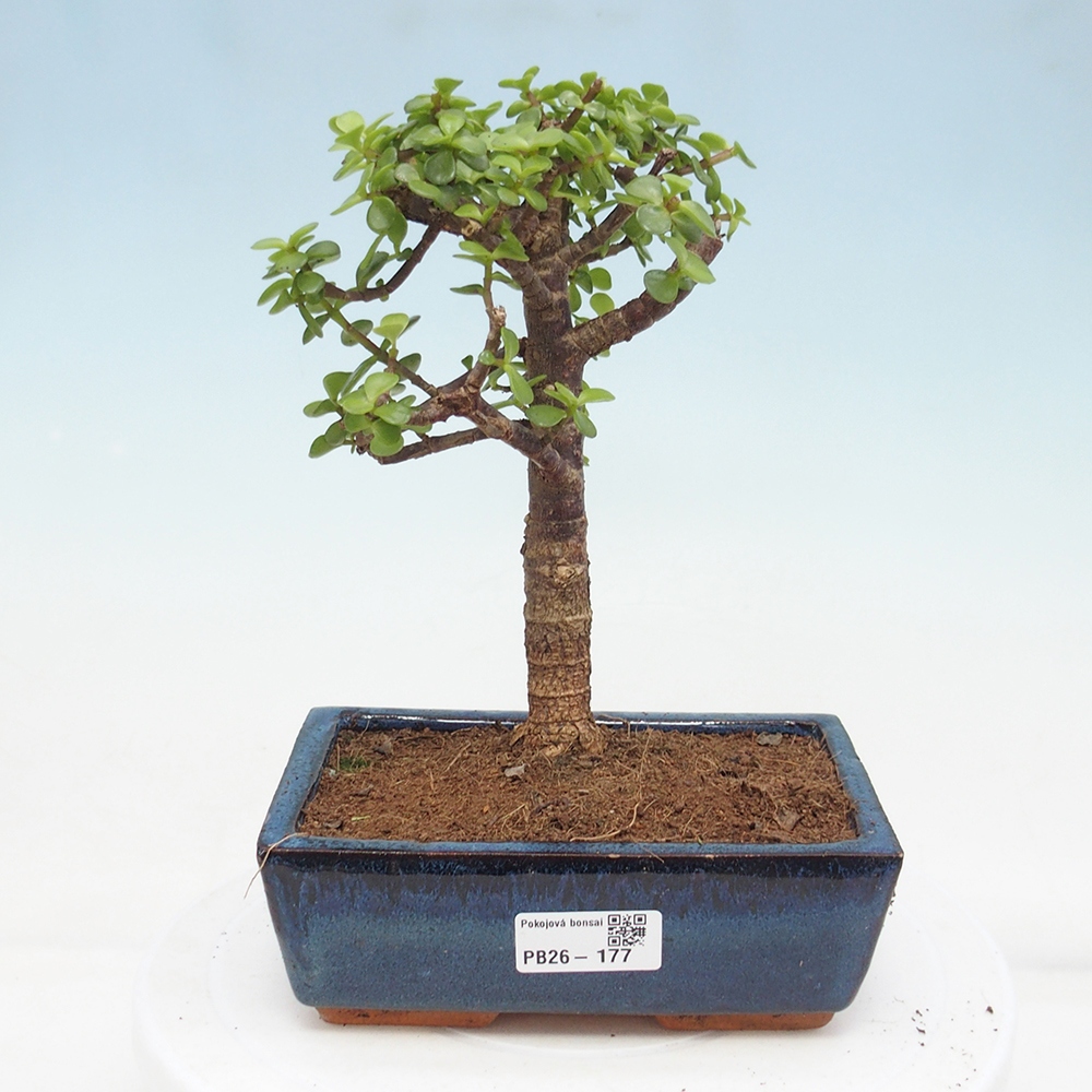 Szoba bonsai - Portulakaria Afra - Tlustice