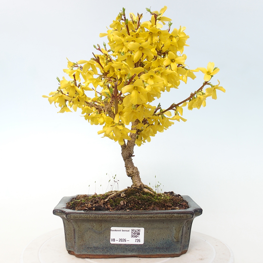 Kültéri bonsai - Zlatice - Forsythia intermedia