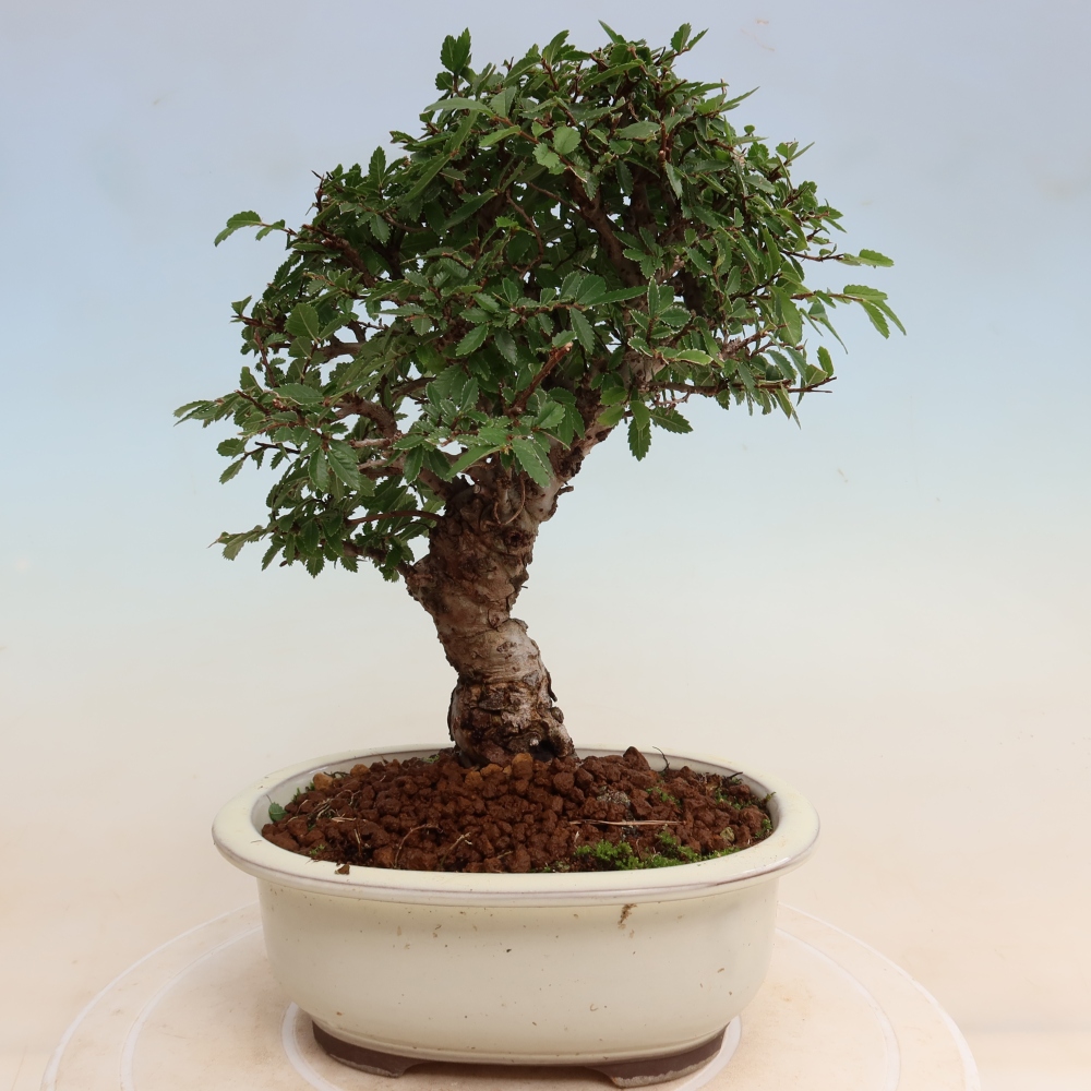 Kültéri bonsai - Zelkova - Zelkova NIRE