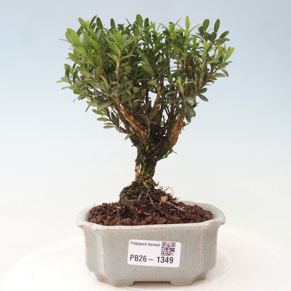 Szobai bonsai - Buxus harlandii - parafa buxus