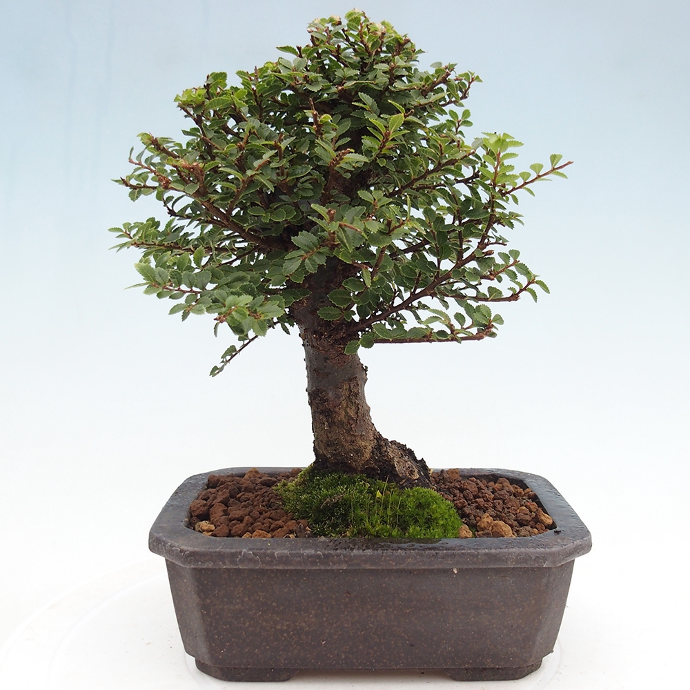 Kültéri bonsai - Ulmus parvifolia Hokkaido - Kínai szil - Ulmus parvifolia Hokkaido