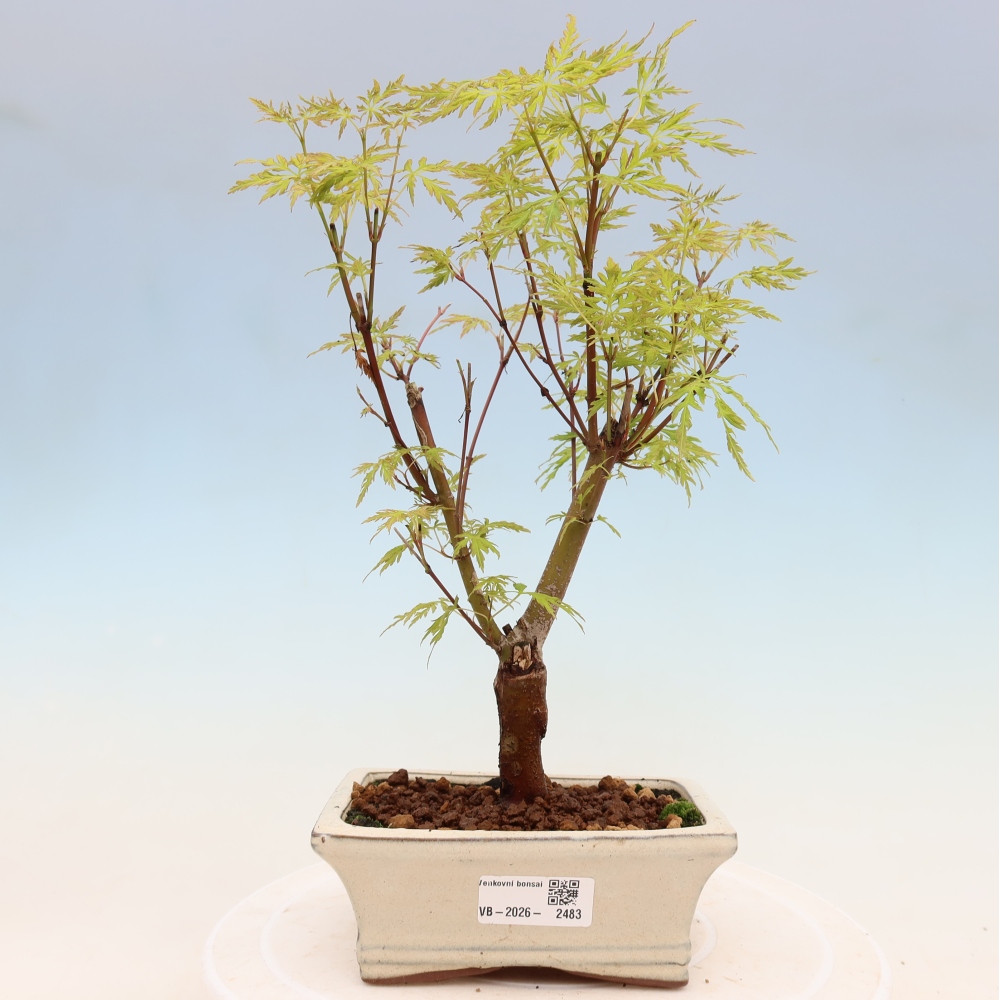 Kültéri bonsai - Acer palmatum Dissectum