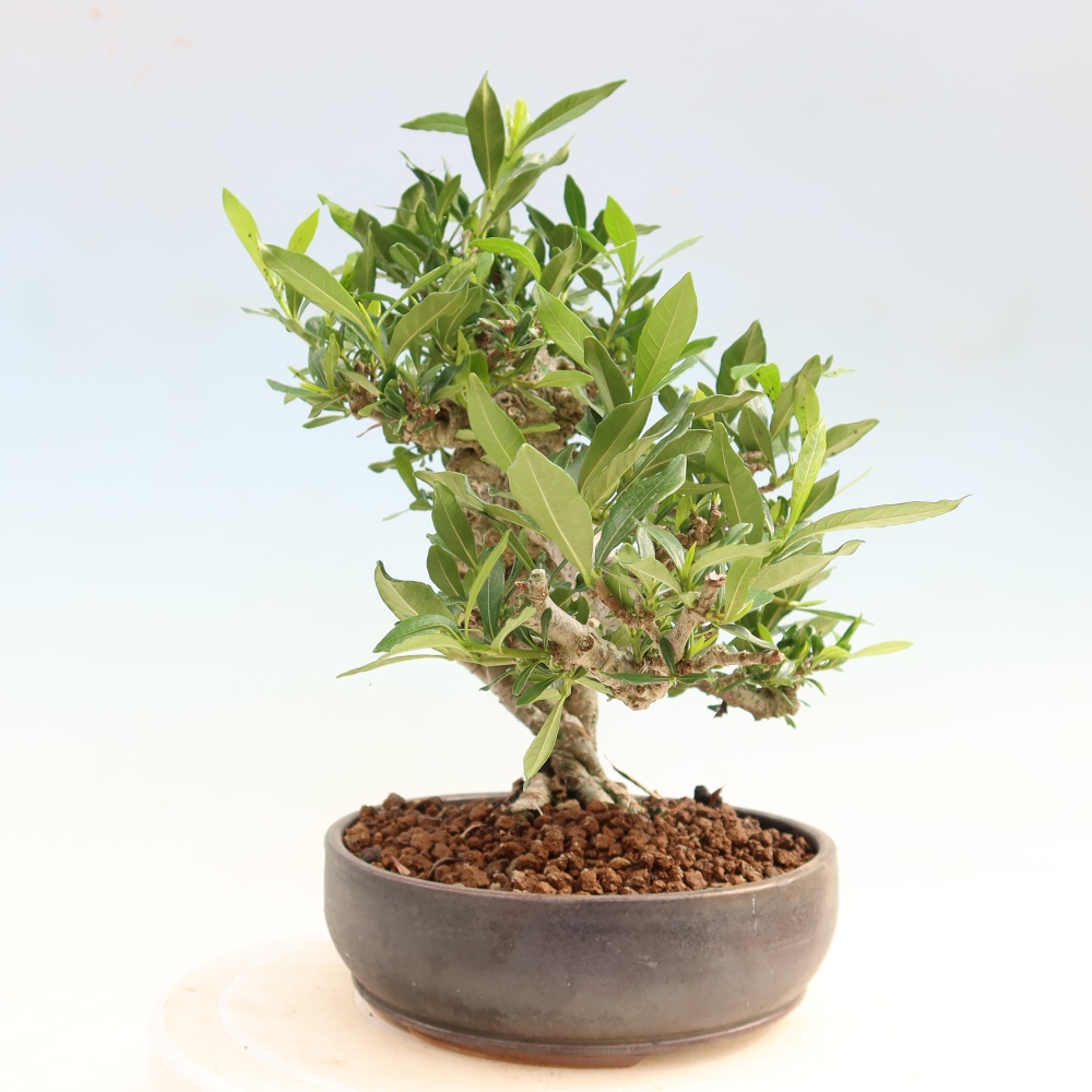Szobai bonsai - Gardenia jasminoides-Gardenia
