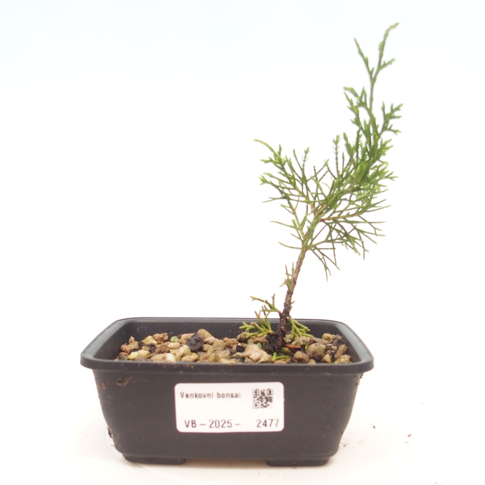 Kültéri bonsai - Juniperus chinensis Itoigawa