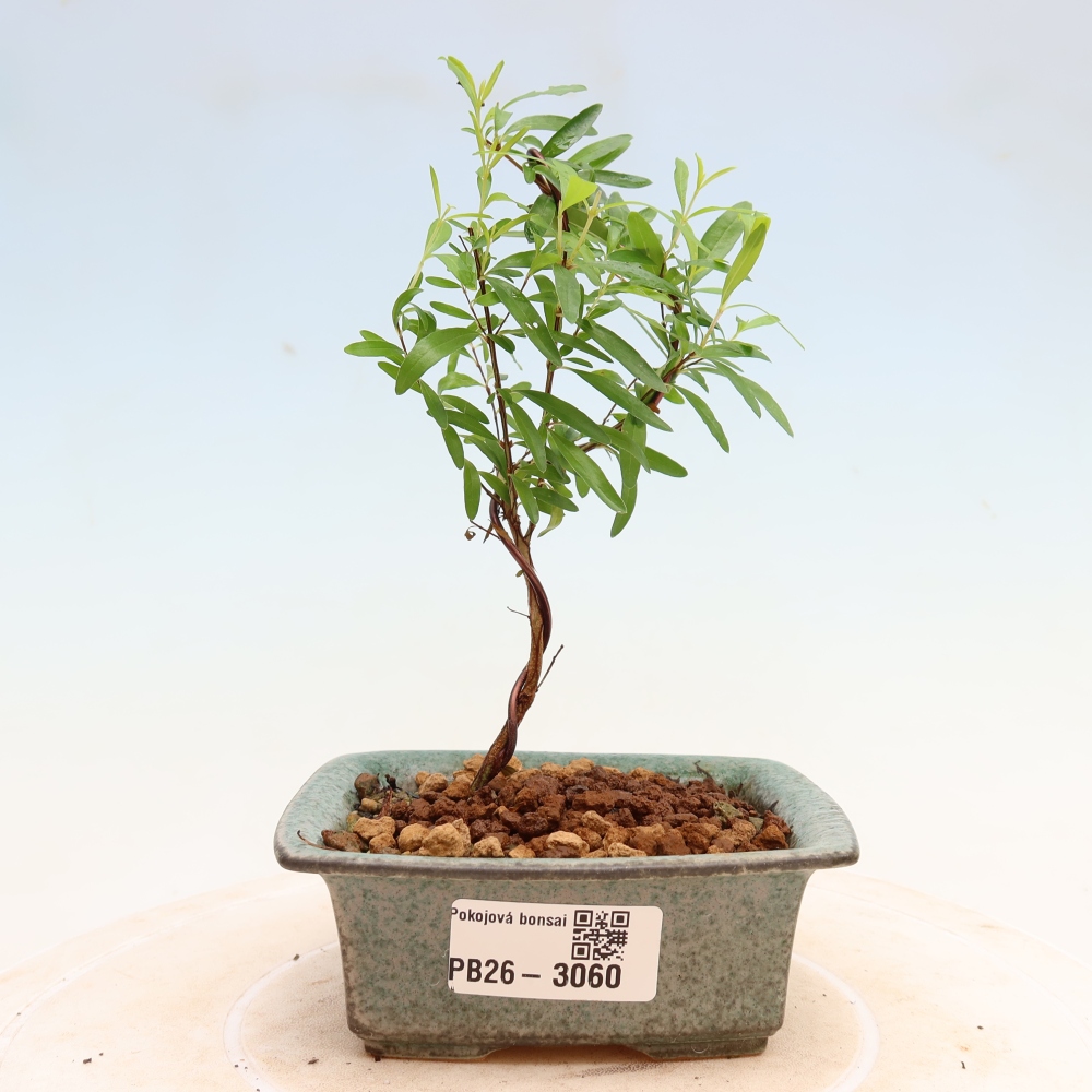 Szobai bonsai-PUNICA granatum nana-gránátalma