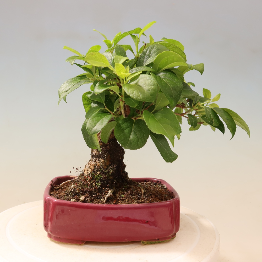 Kültéri bonsai - Celastrus orbiculatus