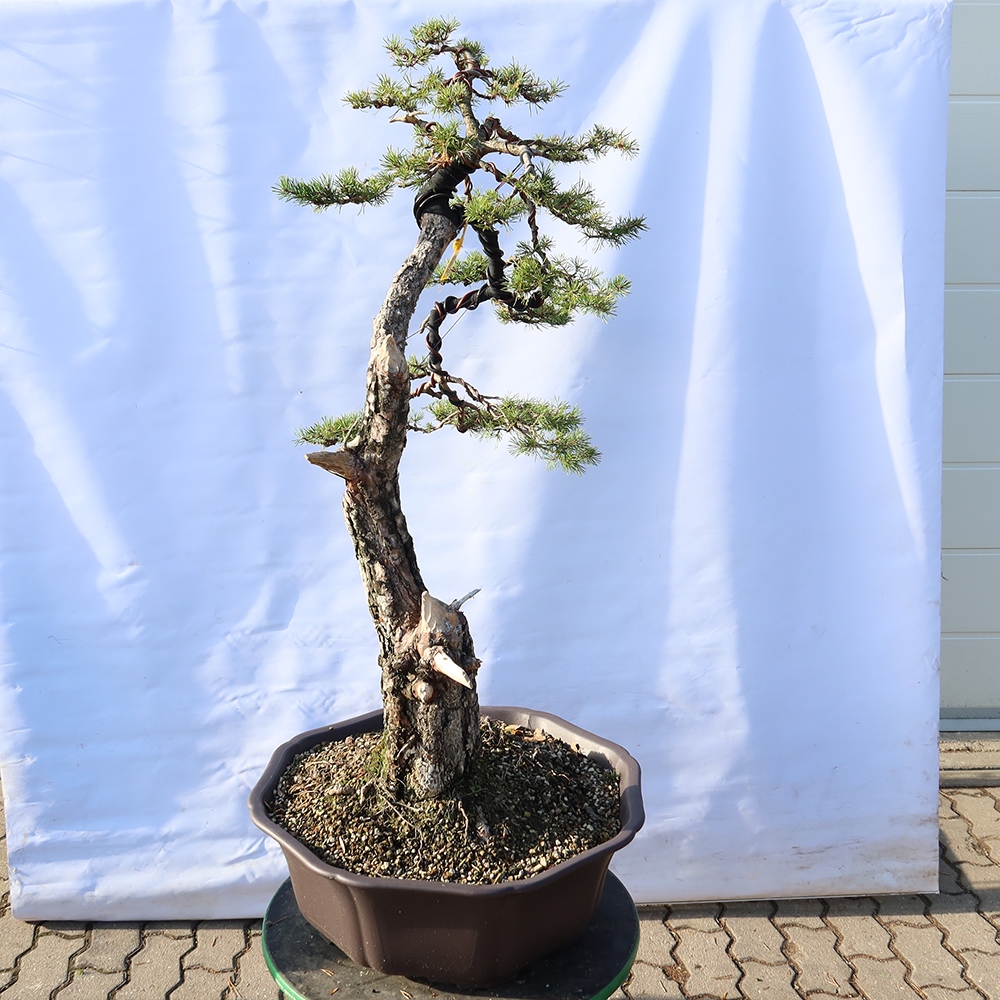 Pinus sylvestris Spanyolország – erdei fenyő