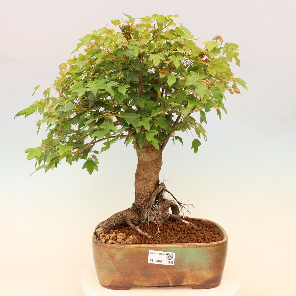 Kültéri bonsai - Juhar Burger - Acer Burgerianum