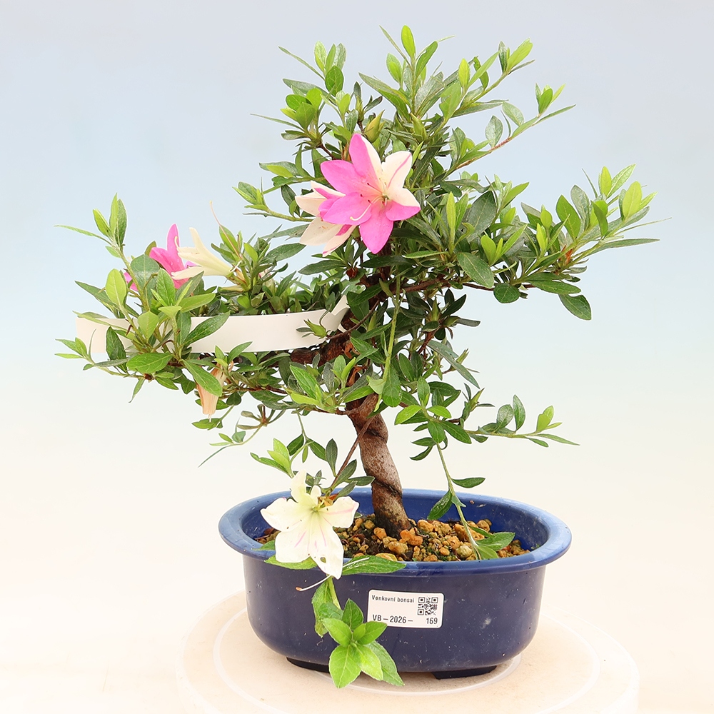 Kültéri bonsai - Japán azálea - Azálea kéz