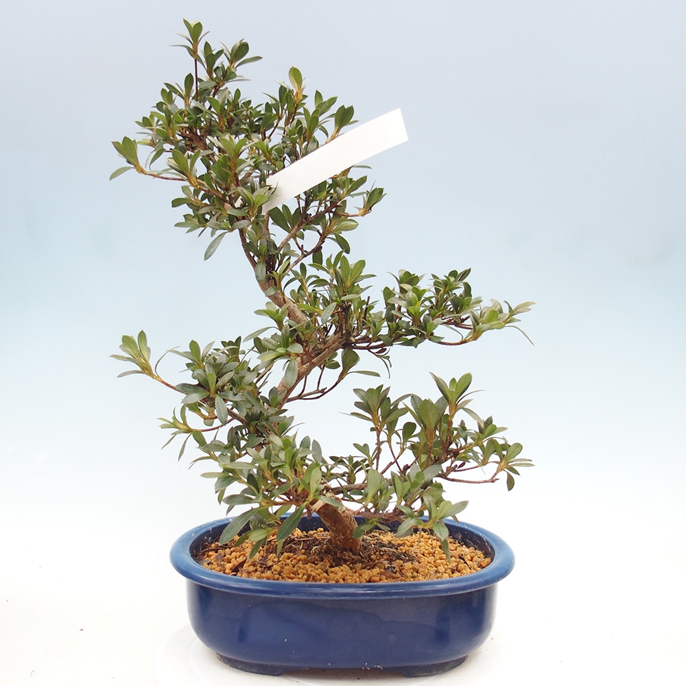 Kültéri bonsai - Japán azálea - Azalea Reiko