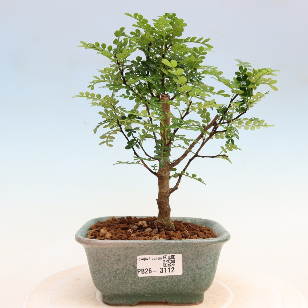 Szobai bonsai - Zantoxylum piperitum - borsfa